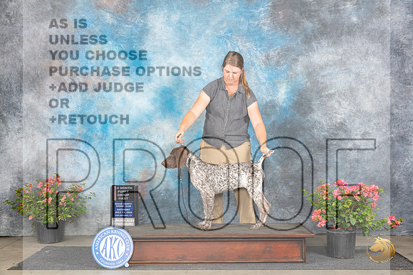 German Shorthaired Pointer #14 Sat PG1 Judge Wendy G Willhauck__JP_4772_San Antonio_2024_HR3