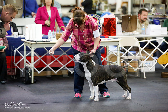 _JJ_0523-BullTerrierAzilApr2016-HR3