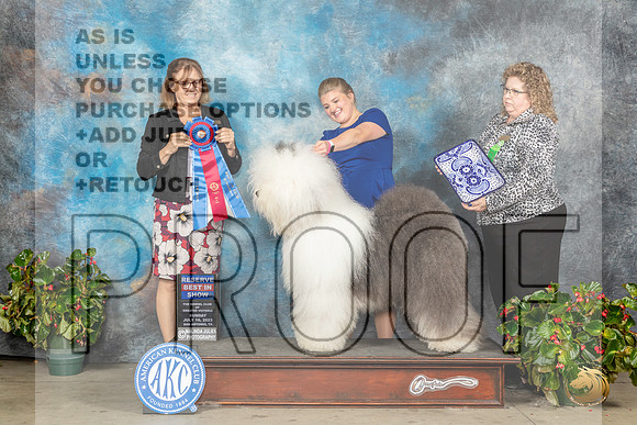 Old English Sheepdog #5 Sun RBIS Judge Grace FritzMJP_0438_SA2023_HR3
