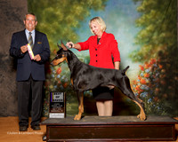 Doberman Pinscher #9 Sat BOB Gallaway Phil and Amber and Alisa Brotherhood Agent alisa Brotherhood Judge Dana Cline