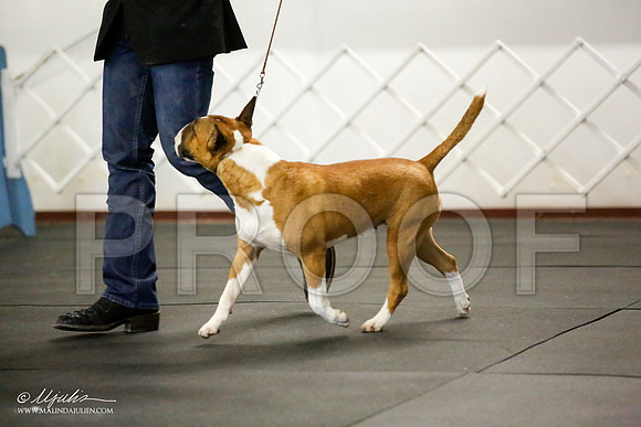 _JJ_2930-BullTerrierAzilApr2016-HR3