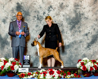 Boxer #64 Sun WB Maj Stypula David & Ginger & Michelle Rocca & Donna Agent Lori McClain Ferguson Judge Dr Alan D Dorfman