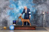 German Pinscher #7 Thurs G1 Judge Denise Dean