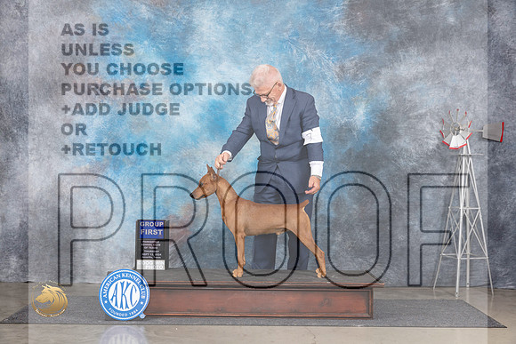 German Pinscher #7 Thurs G1 Judge Denise Dean__JP_4991_Amarillo_2024_HR3