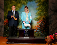 Chihuahua Smooth Coat #9 Sat BOV Machado Joao and Connie and Mack Williams Judge Dana Cline