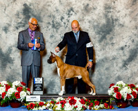 Boxer #41 Sun Maj BOW Midkiff Katie & Kerry Rodgers Judge Dr Alan D Dorfman