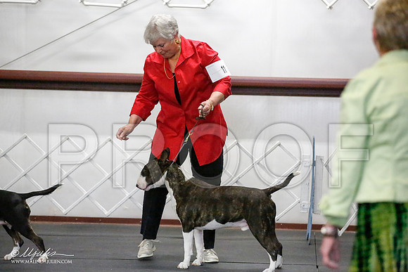 _JJ_4094-BullTerrierAzilApr2016-HR3