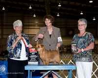 Norfolk Terrier #7 Fri BOS Dennis Katrina Judge Anne Katona