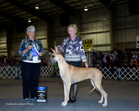 Great Dane #14 Fri BOW Fulford Sharon and K Lerch Riggins Great Dane #15 Fri BOB Kerr Julia and Chris Judge Anne Katona