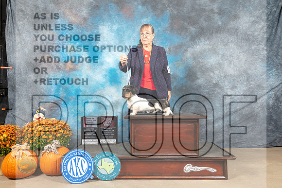 Dachshund #5 Sat BOSOHBOB Judge Steve Keating_MJ_5758_Belton_2022_HR3