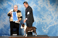 Miniature Bull Terrier #7 Fri G1 +A2