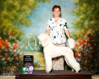 Standard Poodle Sun NGC Wendy