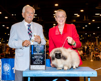 Pekingese #10 Sun SB Maj Skinner Colleen & Roma Skinner Judge Mr Norman L Patton