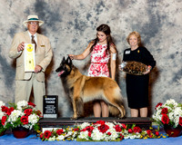 Belgian Tervuren #6 Thrs G3 Andric Melinda and Judy M Hawes Judge Mr Arley D Hussin