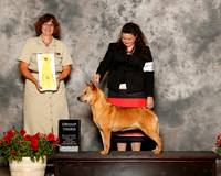 Australian Cattle Dog #16 Sun g3 Lewis Jan M and Kim R Broster Ruby Sisk Judge Danelle Brown
