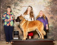 Leonberger #16 Sun NGC Teresa West and Wendy Jones Judge Doris Cozart