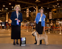 Soft Coated Wheaten Terrier #7 Wed WD Luellen Gretchen and Allison Koester Judge Mrs Vicki L Abbott