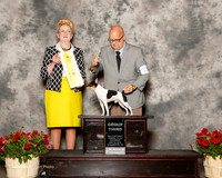 Toy Fox Terrier #11 Sat G3 Bellamy Eugene Judge Nancy Smith Hafner