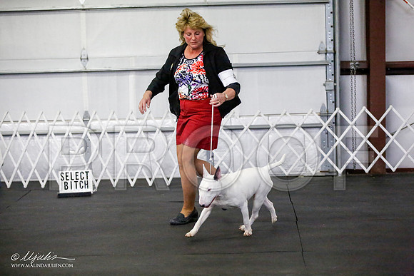 _JJ_2061-BullTerrierAzilApr2016-HR3