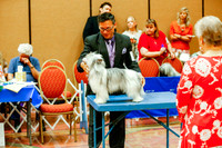 Chinese Crested Sweepstakes Sat