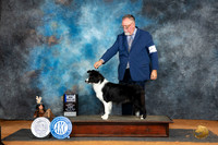 Border Collie #18 Fri BOWM Judge Denise Dean Jennifer Harper