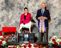 Smooth Fox Terrier #17 Fri BiSS Peterson Madeline & A Harwood & Trudy Haines Judge Mr Geir Flyckt Pedersen