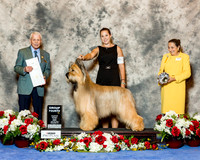 Briard #7 Fri G4 Klang Gina and KayCee Judge Robert Stein