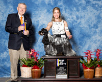 Cocker Spaniel Parti Color #12 Sun BOV Swanson P A and Erica K Sapp and Gary and Diane Dickinson Judge Terry Stacy