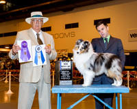 Shetland Sheepdog #35 Maj BOW Thrs Lambert Corey & Patricia Dody Judge Mr Arley D Hussin