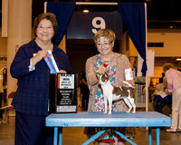 Chihuahua Smooth Coat #18 Sat BOS Maj LY Rick & Mary Bachman Judge Ms Nikki Riggsbee