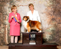 Shetland Sheepdog #6 Fri BOB Stoner Robert G and Christina R Stoner Judge Peggy Beisel Mcllwaine