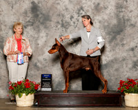 Doberman Pinscher #9 Sat BOW Valmont Hannah and Ignatious Judge Karen Hynek