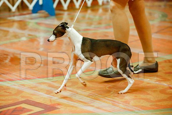 _JJ_7717-SanMarcosAug2016-HR3