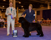 Newfoundland #15 Sun WD Maj Rader Laura & Julie Fitser Judge Mr David W Haddock