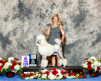Standard Poodle #16 Wed 1st AO Kaminski Bambi  Judge Mr Larry C Abbott RESHOOT