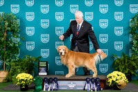 Golden Retriever #137 Sat G3