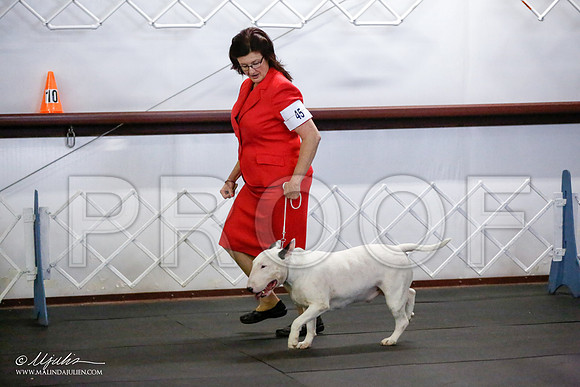 _JJ_1372-BullTerrierAzilApr2016-HR3