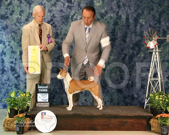 Basenji-5402-Amrllo13 HR