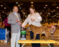 Chinese Shar-Pei #5 Wed 1st Vet Borron Heather E Judge Dr Robert A Indeglia