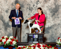 Smooth Fox Terrier #19 Fri WD NC Maj Chua Jed & Aaron Go & Madeline Peterson Judge Mr Geir Flyckt Pedersen