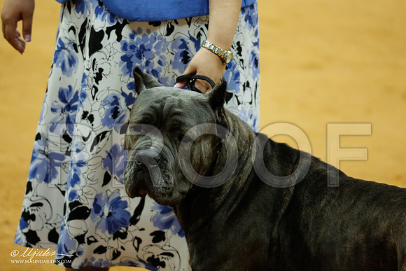 Cane-8735-IABCAFWSPT13-HR