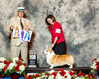 Pembroke Welsh Corgi #21 Thrs BOB Maj Finley Robyn Judge Mr Arley D Hussin
