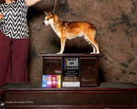 Norwegian Lundehund #5 Sat BOB Riley Carrie Judge Doris Cozart