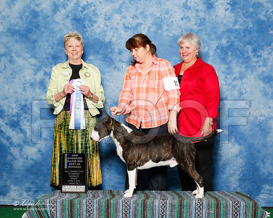 _R1_9425-2-BullTerrierAzlApr2016-HR3