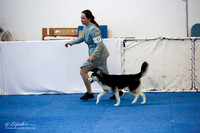 Puppy Sweeps 12-18 Bitch Sat Ring