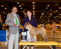 Chinese Shar-Pei #15 Wed BV Patten Phyllis Judge Dr Robert A Indeglia