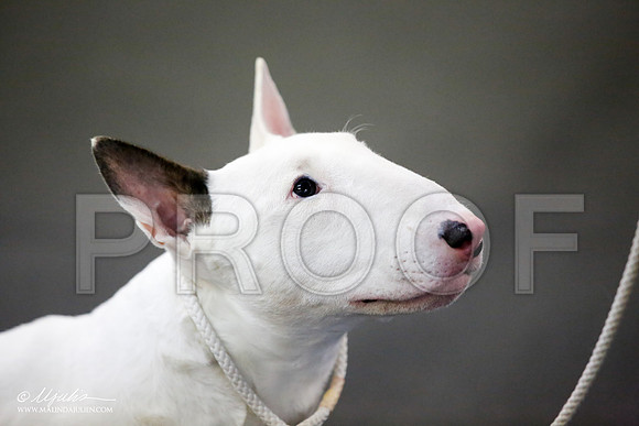 _JJ_1754-BullTerrierAzilApr2016-HR3