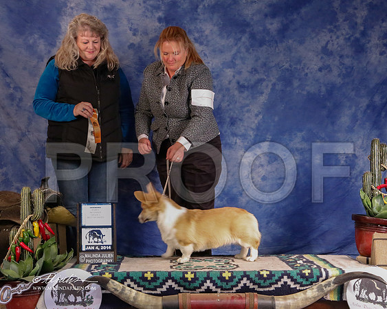 CorgPW-2890-GRJan14-HR
