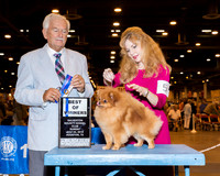 Pomeranian #5 Sun BOW Ament Adam & Sherry Judge Mr Norman L Patton