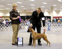 Boxer #10 Sat WB Holly Lowe and Terri Pickett Agent B Livingston Judge C Patterson Amarillo Sept 2013